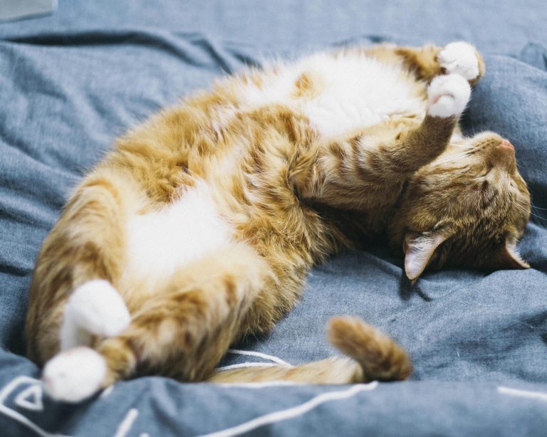 sleeping cat