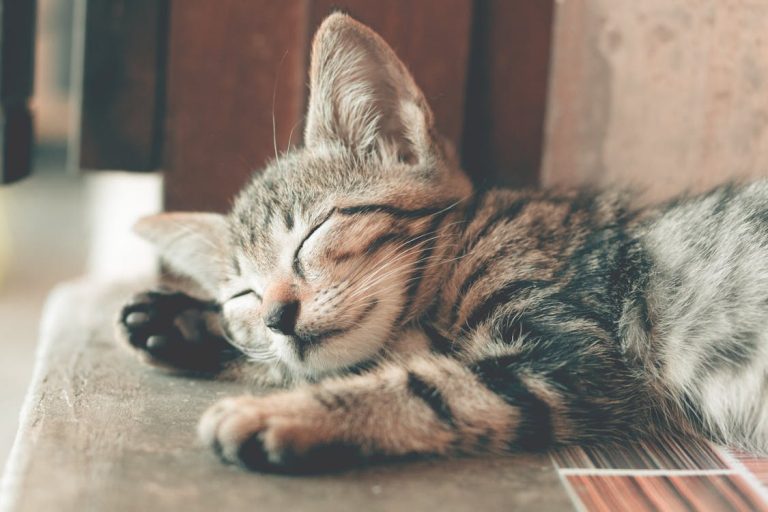 cats sleeping positions meaning